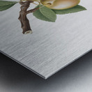 Winter citron Pyrus virgolata from Pomona Italiana 1817 - 1839 by Giorgio Gallesio 1772-1839.  Metal print