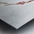 Peach blossom Prunus persica from Pomona Italiana 1817 - 1839 by Giorgio Gallesio 1772-1839.  Metal print