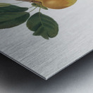 Apple Malus carpendolo from Pomona Italiana 1817 - 1839 by Giorgio Gallesio 1772-1839.  Metal print