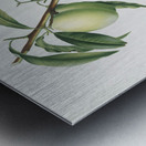 Apricot Pesca Natalina from Pomona Italiana 1817 - 1839 by Giorgio Gallesio 1772-1839.  Metal print