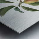 Armenian plum Prunus armeniaca from Pomona Italiana 1817 - 1839 by Giorgio Gallesio 1772-1839.  Metal print