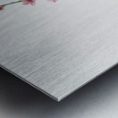 Peach blossoms Prunus persica from Pomona Italiana 1817 - 1839 by Giorgio Gallesio 1772-1839.  Impression metal