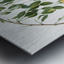 Visciola Cherries Cerasus visciola from Pomona Italiana 1817 - 1839 by Giorgio Gallesio 1772-1839.  Metal print