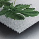 Black Aleatico grape Vitis vinifera from Pomona Italiana 1817 - 1839 by Giorgio Gallesio 1772-1839.  Metal print