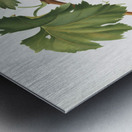 Grape vine Vitis vinifera Niciensis from Pomona Italiana 1817 - 1839 by Giorgio Gallesio 1772-1839.  Metal print