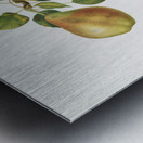 Pear Pyrus Spaddonia from Pomona Italiana 1817 - 1839 by Giorgio Gallesio 1772-1839.  Metal print