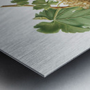 Trebbiano grapes Vitis vinifera Trebulana Florentina from Pomona Italiana 1817 - 1839 by Giorgio Gallesio 1772-1839.  Impression metal