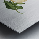 Peach Persica julodermis from Pomona Italiana 1817 - 1839 by Giorgio Gallesio 1772-1839.  Metal print