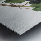 Pomona Italiana by Giorgio Gallesio 106 Metal print