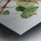 Muscat grape Vitis vinifera Moscata from Pomona Italiana 1817 - 1839 by Giorgio Gallesio 1772-1839.  Metal print