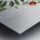 Chinese jujube Zizphus vulgaris from Pomona Italiana 1817 - 1839 by Giorgio Gallesio 1772-1839.  Metal print