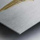 Normal Spadice of the palm Phoenix dactylifera from Pomona Italiana 1817 - 1839 by Giorgio Gallesio 1772-1839.  Metal print