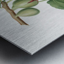 Fig Ficus carica from Pomona Italiana 1817 - 1839 by Giorgio Gallesio 1772-1839.  Metal print