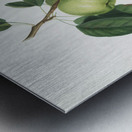 Apple Malus pumila from Pomona Italiana 1817 - 1839 by Giorgio Gallesio 1772-1839.  Metal print