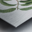 Carrot Peach Persica carota from Pomona Italiana 1817 - 1839 by Giorgio Gallesio 1772-1839.  Metal print