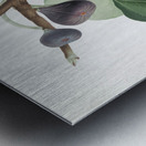 Black Fig Ficus carica from Pomona Italiana 1817 - 1839 by Giorgio Gallesio 1772-1839.  Metal print