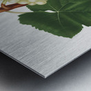 White Grape Vitis vinifera genuensis from Pomona Italiana 1817 - 1839 by Giorgio Gallesio 1772-1839.  Metal print