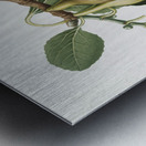 Fig Ficus carica from Pomona Italiana 1817 - 1839 by Giorgio Gallesio 1772-1839.  Metal print