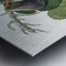 Cherry Cerasus Duracina from Pomona Italiana 1817 - 1839 by Giorgio Gallesio 1772-1839.  Metal print