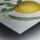 Peach Prunus persica from Pomona Italiana 1817 - 1839 by Giorgio Gallesio 1772-1839.  Metal print