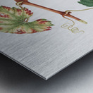 Summer grape Vites vinifera bicolor from Pomona Italiana 1817 - 1839 by Giorgio Gallesio 1772-1839.  Metal print