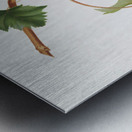 Vermentino grapes Vitis ligustica feracissima from Pomona Italiana 1817 - 1839 by Giorgio Gallesio 1772-1839.  Metal print