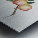 White walnut Persica psillidermis from Pomona Italiana 1817 - 1839 by Giorgio Gallesio 1772-1839.  Metal print