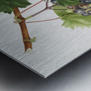 Grape from Ischia Viti vinifera vegetatione insana from Pomona Italiana 1817 - 1839 by Giorgio Gallesio 1772-1839.  Metal print