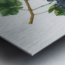 Lacrima grapes Vitis vinifera Vallisarnensis from Pomona Italiana 1817 - 1839 by Giorgio Gallesio 1772-1839.  Metal print