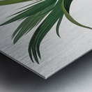 Date Palm Tree Phoenix dactylifera from Pomona Italiana 1817 - 1839 by Giorgio Gallesio 1772-1839.  Metal print