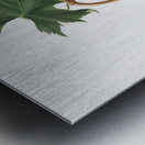 Brachetto grape Vitis vinifera niceaensis from Pomona Italiana 1817 - 1839 by Giorgio Gallesio 1772-1839.  Metal print