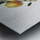 Peach Persica amygdalus from Pomona Italiana 1817 - 1839 by Giorgio Gallesio 1772-1839.  Metal print