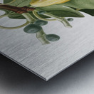 Common Fig Ficus carica sativa from Pomona Italiana 1817 - 1839 by Giorgio Gallesio 1772-1839.  Metal print