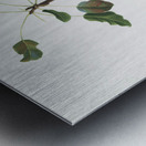 Pear Pyrus communis from Pomona Italiana 1817 - 1839 by Giorgio Gallesio 1772-1839.  Metal print