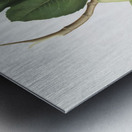 Fig Ficus carica bifera from Pomona Italiana 1817 - 1839 by Giorgio Gallesio 1772-1839.  Metal print