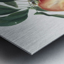 Apple Malus domestica from Pomona Italiana 1817 - 1839 by Giorgio Gallesio 1772-1839.  Metal print