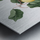 Apple Malus domestica from Pomona Italiana 1817 - 1839 by Giorgio Gallesio 1772-1839.  Metal print