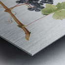 Grape Colorino Vitis vinifera auxiliaria  from Pomona Italiana 1817 - 1839 by Giorgio Gallesio 1772-1839.  Metal print