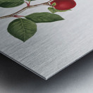 Apricot Armeniaca prunata from Pomona Italiana 1817 - 1839 by Giorgio Gallesio 1772-1839.  Metal print