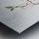 Flower of Plum Fiore di Susina Settembrina from Pomona Italiana 1817 - 1839 by Giorgio Gallesio 1772-1839.  Metal print