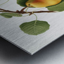 Pear Pyrus Pompeiana from Pomona Italiana 1817 - 1839 by Giorgio Gallesio 1772-1839.  Metal print