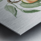 Carla Apple Melo Carlo from Pomona Italiana 1817 - 1839 by Giorgio Gallesio 1772-1839.  Metal print