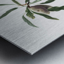 Almond Guscio tenero from Pomona Italiana 1817 - 1839 by Giorgio Gallesio 1772-1839.  Metal print