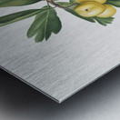 Hawthorn Crataegus poliossea sterilis from Pomona Italiana 1817 - 1839 by Giorgio Gallesio 1772-1839.  Metal print