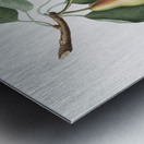 Pear Pyrus Perla from Pomona Italiana 1817 - 1839 by Giorgio Gallesio 1772-1839.  Metal print