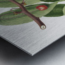 Cherry Cerasus cordiformis duracina from Pomona Italiana 1817 - 1839 by Giorgio Gallesio 1772-1839.  Metal print