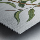 Almond Communis naxea from Pomona Italiana 1817 - 1839 by Giorgio Gallesio 1772-1839.  Metal print