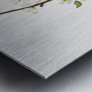 Musky pear flower Pyrus × bretschneideri from Pomona Italiana 1817 - 1839 by Giorgio Gallesio 1772-1839.  Metal print