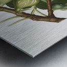 Common Fig Ficus carica sativa from Pomona Italiana 1817 - 1839 by Giorgio Gallesio 1772-1839.  Metal print