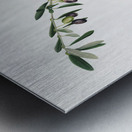 Olives Olea sativa Italica from Pomona Italiana 1817 - 1839 by Giorgio Gallesio 1772-1839.  Metal print